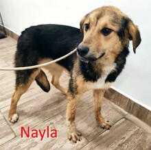 NAYLA, Hund, Deutscher Schäferhund-Mix in Bulgarien - Bild 1