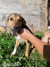 NAYLA, Hund, Deutscher Schäferhund-Mix in Bulgarien - Bild 4