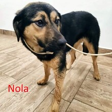 NOLA, Hund, Deutscher Schäferhund-Mix in Bulgarien - Bild 1