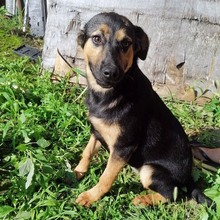 NOLA, Hund, Deutscher Schäferhund-Mix in Bulgarien - Bild 5