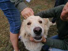 EROS, Hund, Border Collie-Herdenschutzhund-Mix in Italien - Bild 1