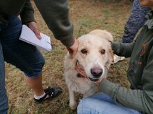 EROS, Hund, Border Collie-Herdenschutzhund-Mix in Italien - Bild 2