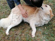 EROS, Hund, Border Collie-Herdenschutzhund-Mix in Italien - Bild 3
