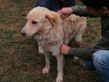 EROS, Hund, Border Collie-Herdenschutzhund-Mix in Italien - Bild 4
