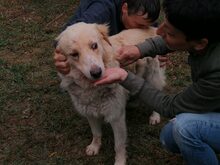 EROS, Hund, Border Collie-Herdenschutzhund-Mix in Italien - Bild 5