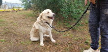 EROS, Hund, Border Collie-Herdenschutzhund-Mix in Italien - Bild 6