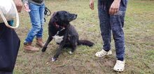 PASQUALE, Hund, Border Collie-Mix in Italien - Bild 5