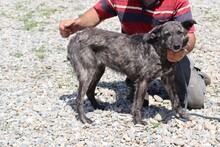 CENNI, Hund, Mischlingshund in Rumänien - Bild 2