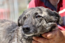 CENNI, Hund, Mischlingshund in Rumänien - Bild 3