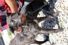 CENNI, Hund, Mischlingshund in Rumänien - Bild 4