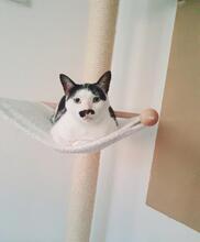 LOLO, Katze, Europäisch Kurzhaar in Pechbrunn - Bild 8