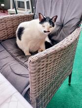 LOLO, Katze, Europäisch Kurzhaar in Pechbrunn - Bild 9