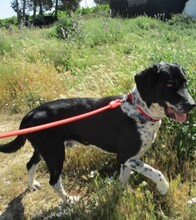 RISCO, Hund, Mischlingshund in Spanien - Bild 2