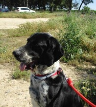 RISCO, Hund, Mischlingshund in Spanien - Bild 3