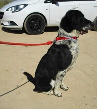 RISCO, Hund, Mischlingshund in Spanien - Bild 7