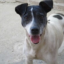 TANIA, Hund, Mischlingshund in Spanien - Bild 1