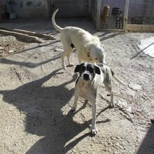 TANIA, Hund, Mischlingshund in Spanien - Bild 2