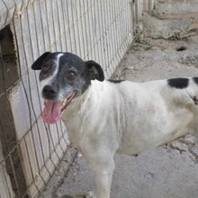 TANIA, Hund, Mischlingshund in Spanien - Bild 4
