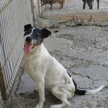 TANIA, Hund, Mischlingshund in Spanien - Bild 6