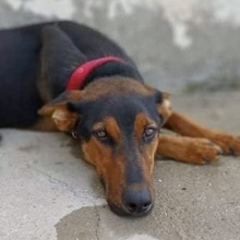 ZETA, Hund, Mischlingshund in Griechenland - Bild 3