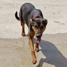 ZETA, Hund, Mischlingshund in Griechenland - Bild 6