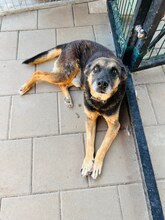 CHAMPION, Hund, Mischlingshund in Slowakische Republik - Bild 3
