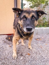 CHAMPION, Hund, Mischlingshund in Slowakische Republik - Bild 8