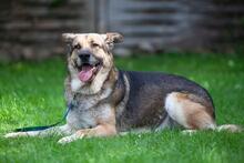 VICTOR, Hund, Deutscher Schäferhund-Bardino-Mix in Salzwedel - Bild 1