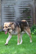 VICTOR, Hund, Deutscher Schäferhund-Bardino-Mix in Salzwedel - Bild 13