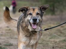 VICTOR, Hund, Deutscher Schäferhund-Bardino-Mix in Salzwedel - Bild 15