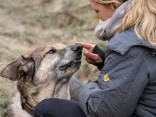 VICTOR, Hund, Deutscher Schäferhund-Bardino-Mix in Salzwedel - Bild 16