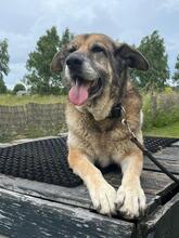 VICTOR, Hund, Deutscher Schäferhund-Bardino-Mix in Salzwedel - Bild 17