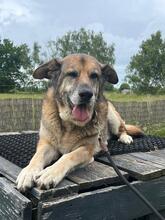 VICTOR, Hund, Deutscher Schäferhund-Bardino-Mix in Salzwedel - Bild 18