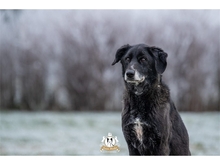 AMIGO, Hund, Mischlingshund in Hohen Pritz - Bild 5