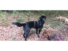 AMIGO, Hund, Mischlingshund in Hohen Pritz - Bild 8