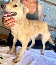 JESSY, Hund, Mischlingshund in Rumänien - Bild 14