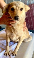 JESSY, Hund, Mischlingshund in Rumänien - Bild 15