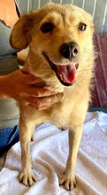JESSY, Hund, Mischlingshund in Rumänien - Bild 16
