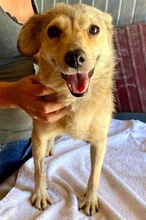 JESSY, Hund, Mischlingshund in Rumänien - Bild 17