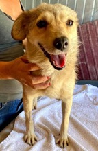 JESSY, Hund, Mischlingshund in Rumänien - Bild 20