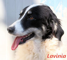 LAVINIA, Hund, Mischlingshund in Italien - Bild 1