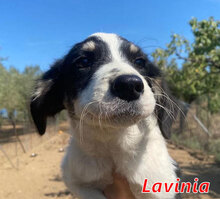LAVINIA, Hund, Mischlingshund in Italien - Bild 10
