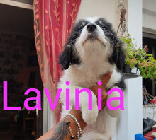 LAVINIA, Hund, Mischlingshund in Italien - Bild 11