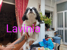 LAVINIA, Hund, Mischlingshund in Italien - Bild 12