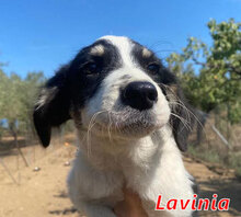 LAVINIA, Hund, Mischlingshund in Italien - Bild 5