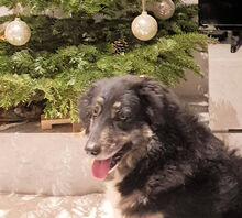 LINELLA, Hund, Mischlingshund in Italien - Bild 6