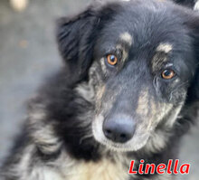 LINELLA, Hund, Mischlingshund in Italien - Bild 7