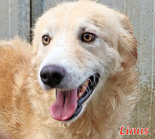 LINUS, Hund, Mischlingshund in Italien - Bild 11