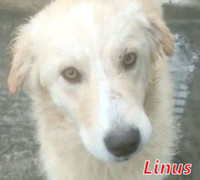 LINUS, Hund, Mischlingshund in Italien - Bild 12