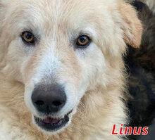 LINUS, Hund, Mischlingshund in Italien - Bild 5